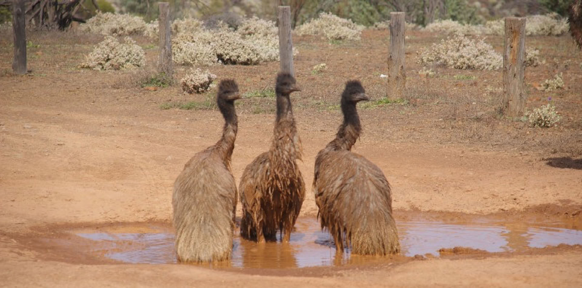 Emus bathing as seen on Flinders Ranges Tour